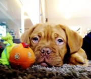 honden foto van astra & boris