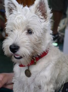 honden foto van p.j.j.burger