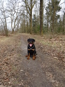 honden foto van Diesel