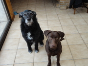 honden foto van Savannah