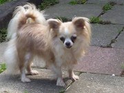 honden foto van Monique Snijders