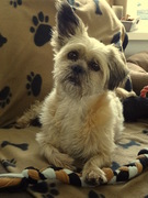 honden foto van Belle