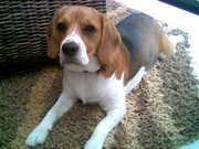 honden foto van Melissa!