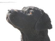 honden foto van Vivien