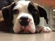 honden foto van Kirsten