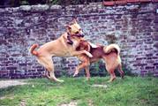 honden foto van Moon