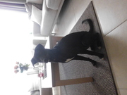 honden foto van olivia