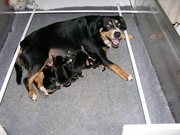 honden foto van imre somogyi