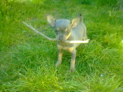 honden foto van Cynthia