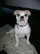 honden foto van peggy