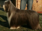 honden foto van Jan Papeliers