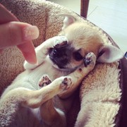 honden foto honden foto van Madita