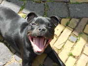 honden foto honden foto van mariska