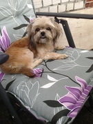 honden foto van patricia 