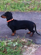 honden foto van Kitty