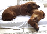 honden foto van Bovendeert