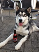 honden foto van Sarah