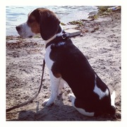 honden foto van Alexander