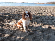 honden foto van Lana