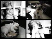 honden foto van danielle