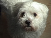honden foto van elles