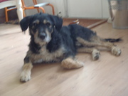 honden foto honden foto van sophie