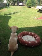 honden foto honden foto van Alpii