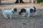 honden foto van Marianne 