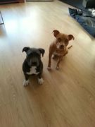 honden foto van patricia