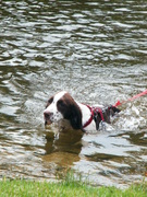 honden foto van Django