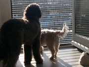 honden foto van Erna