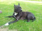 honden foto honden foto van Nicole