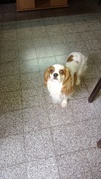 honden foto van bianca