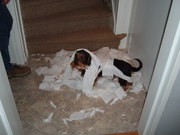 honden foto van jolanda