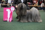honden foto van -Tsang-U-Li
