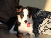 honden foto honden foto van Saar