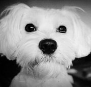 honden foto van picochico