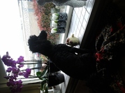 honden foto van traas