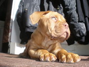 honden foto van jeffrey