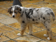 honden foto van jacobs