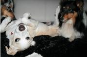 honden foto honden foto van linda