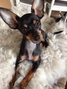 honden foto van Jade