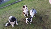 honden foto van hilde