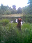 honden foto van astrid