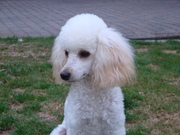 honden foto van Dorien