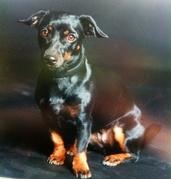 honden foto van Mandy