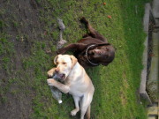 honden foto van luc wouters