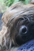 honden foto honden foto van maaike