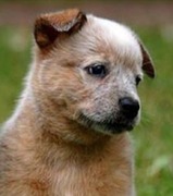 honden foto van Evelien