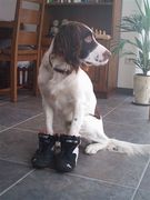 honden foto van letty de nijs